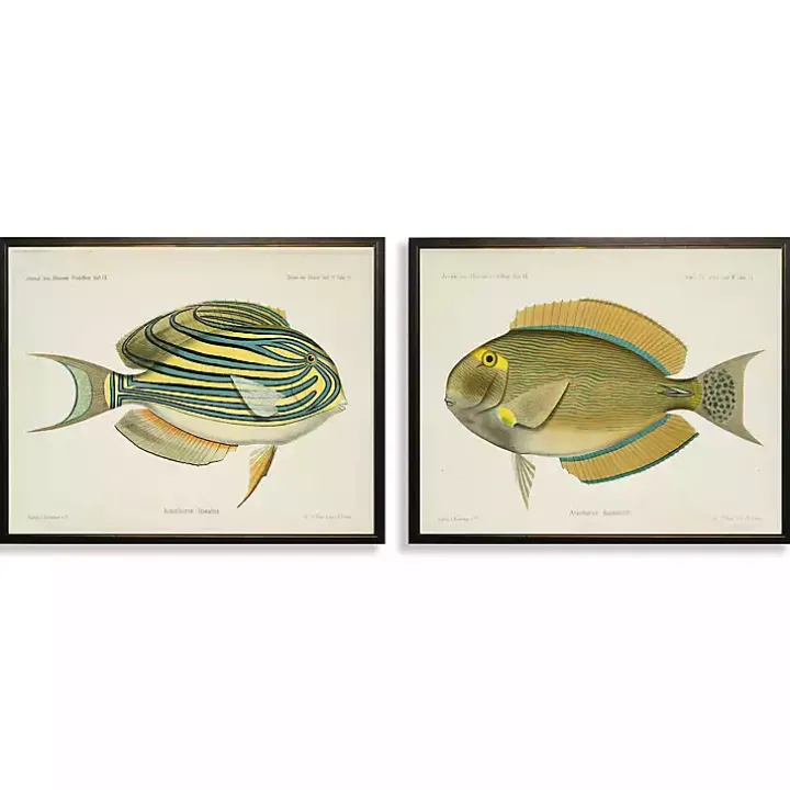 Acanthurus Fish Framed Art Prints, Set of 2
