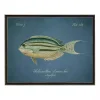 Angelfish Framed Wall Art