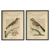 Birds Diagram I Framed Art Prints, Set of 2