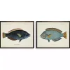 Blue Fish Framed Art Prints, Set of 2