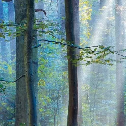 Enchanted Forest Canvas Print by Lars Van De Goor