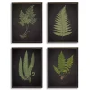 Fern Framed Art Prints, Set of 4