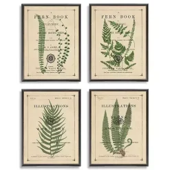 Fern Illustrations Framed Art Prints, Set of 4