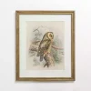 Tengmalm Owl Framed Art Print