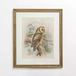 Tengmalm Owl Framed Art Print