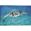 Vibrant Sea Turtle Canvas Art Print