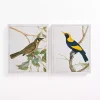 Vintage Birds Canvas Art Prints, Set of 2