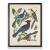 Vintage Blue Jays Birds Framed Art Print