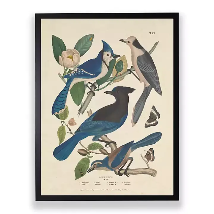 Vintage Blue Jays Birds Framed Art Print