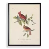 Vintage Cardinal Birds Framed Art Print