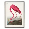 Vintage Flamingo Bookplate Framed Art Print