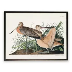 Vintage Great Marbled Godwit Framed Art Print