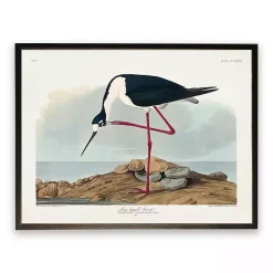 Vintage Long Legged Avocet Framed Art Print