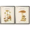 Vintage Mushrooms II Framed Art Prints, Set of 2