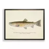 Vintage Rocky Mountain Trout Framed Art Print
