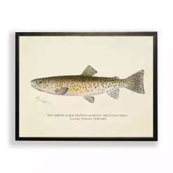Vintage Rocky Mountain Trout Framed Art Print