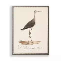 Vintage Waterbird Facing Right Framed Art Print