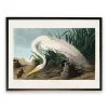 Vintage White Heron With Lizard Framed Art Print