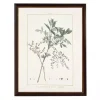 Zanthorhiza Greenery Black Beaded Framed Art Print