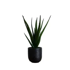 Agave Arrangement in Black Decorative Pot