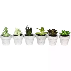 Assorted Potted Succulent Arrangements, Set of 6