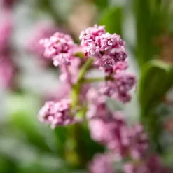 Blush Berry and Leaf Stems, Set of 6
