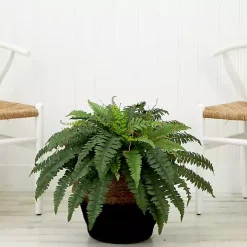 Boston Fern Arrangement in Woven Basket DIY Kit