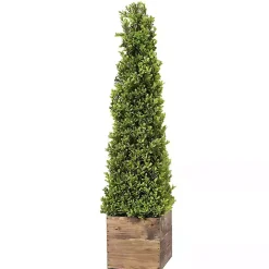 Boxwood Obelisk in Wood Planter, 36 in.