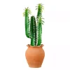 Cactus in Terracotta Planter