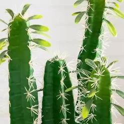 Cactus in Terracotta Planter
