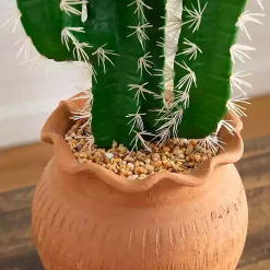 Cactus in Terracotta Planter