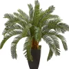 Cycas Floor Plant in Tall Black Planter, 30 in.