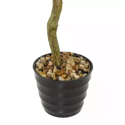 Douban Green in Ribbed Rock Planter