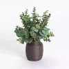 Eucalyptus Arrangement in Chocolate Vase
