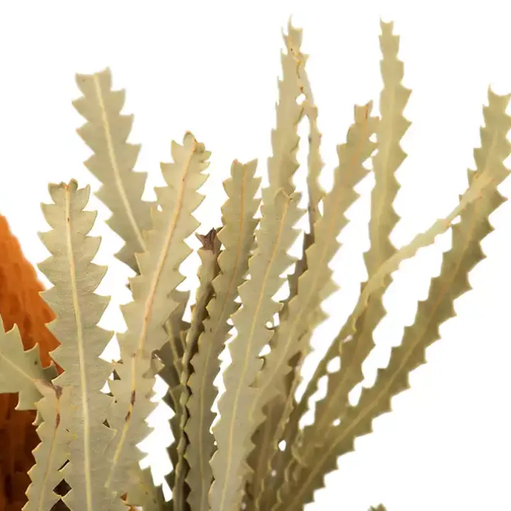 Fall Dried Jumbo Banksia Stems, Set of 3