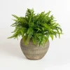 Fern Arrangement in Ceramic Planter