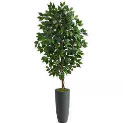 Ficus Tree in Gray Oblong Planter, 60 in.