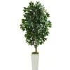 Ficus Tree in Mossy White Tower Planter