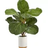 Fiddle Leaf Fig in White Ceramic Planter, 21 in.