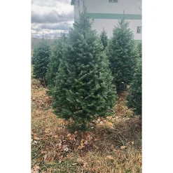 4 ft. Fresh Cut Balsam Fir Christmas Tree