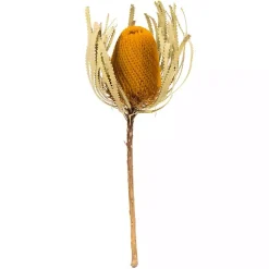 Gold Dried Jumbo Banksia Stems, Set of 3