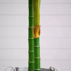 Golden Cane Palm Tree in Woven Planter, 8 ft.