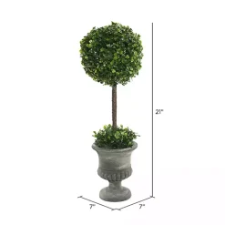 Gray Boxwood Pedestal Urn Topiary, 2 ft.