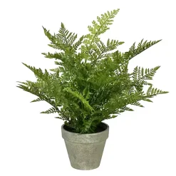 Green Fern Arrangement in Paper Pot
