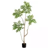 Green Pieris Tree in Black Planter