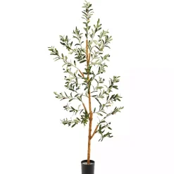 Lucky Olive Tree in Nursery Planter, 54 in.