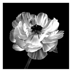 Noir Ranunculus Floral Giclee Canvas Art Print