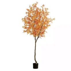 Orange Maple Tree in Black Planter, 7 ft.