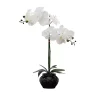 Orchid Arrangement in Black Floral Planter