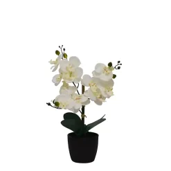 Orchid Arrangement in Black Decorative Pot